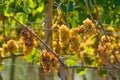 Italy, Tuscany, Bolgheri valley, vineyard, wine grape