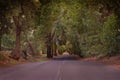 Italy, Tuscany, Castagneto Carducci, Bolgheri, Road and cypresses