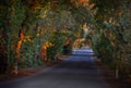 Italy, Tuscany, Castagneto Carducci, Bolgheri, Road and cypresses