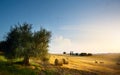 Italy. Tuscany farmland and olives tree; summer countryside Land