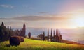 Italy. Tuscany farmland and olives tree; summer countryside Land