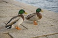 Italy, Tuscany, Grosseto, Castiglione della Pescaia, mallards rest on the pier of the Bruna river channel, Anas platyrhynchos.