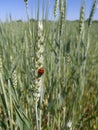 Italy, Tuscany, Grosseto Maremma, Ladybug on wheat ear Royalty Free Stock Photo