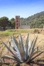 Italy, Tuscany, Livorno, Gorgona island.