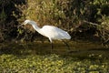 Italy Tuscany Maremma Castiglione della Pescaia Grosseto, natural reserve of Diaccia Botrona, heron hunting in a canal Royalty Free Stock Photo