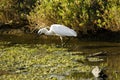 Italy Tuscany Maremma Castiglione della Pescaia Grosseto, natural reserve of Diaccia Botrona, heron hunting in a canal Royalty Free Stock Photo