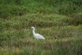 Italy Tuscany Maremma Castiglione della Pescaia Grosseto, natural reserve of Diaccia Botrona, garzetta egretta Royalty Free Stock Photo