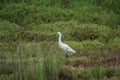 Italy Tuscany Maremma Castiglione della Pescaia Grosseto, natural reserve of Diaccia Botrona, garzetta egretta Royalty Free Stock Photo