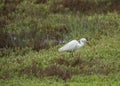 Italy Tuscany Maremma Castiglione della Pescaia Grosseto, natural reserve of Diaccia Botrona, garzetta egretta Royalty Free Stock Photo