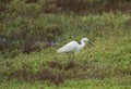 Italy Tuscany Maremma Castiglione della Pescaia Grosseto, natural reserve of Diaccia Botrona, garzetta egretta Royalty Free Stock Photo