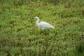 Italy Tuscany Maremma Castiglione della Pescaia Grosseto, natural reserve of Diaccia Botrona, garzetta egretta Royalty Free Stock Photo