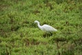 Italy Tuscany Maremma Castiglione della Pescaia Grosseto, natural reserve of Diaccia Botrona, garzetta egretta Royalty Free Stock Photo