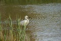 Italy Tuscany Maremma Castiglione della Pescaia Grosseto, natural reserve of Diaccia Botrona, heron hunting in a canal Royalty Free Stock Photo