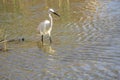 Italy Tuscany Maremma Castiglione della Pescaia Grosseto, natural reserve of Diaccia Botrona, heron hunting in a canal Royalty Free Stock Photo