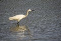 Italy Tuscany Maremma Castiglione della Pescaia Grosseto, natural reserve of Diaccia Botrona, heron hunting in a canal Royalty Free Stock Photo