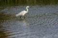 Italy Tuscany Maremma Castiglione della Pescaia Grosseto, natural reserve of Diaccia Botrona, heron hunting in a canal Royalty Free Stock Photo