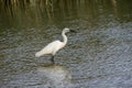 Italy Tuscany Maremma Castiglione della Pescaia Grosseto, natural reserve of Diaccia Botrona, heron hunting in a canal Royalty Free Stock Photo