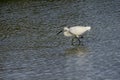 Italy Tuscany Maremma Castiglione della Pescaia Grosseto, natural reserve of Diaccia Botrona, heron hunting in a canal Royalty Free Stock Photo