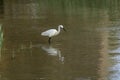 Italy Tuscany Maremma Castiglione della Pescaia Grosseto, natural reserve of Diaccia Botrona, heron hunting in a canal Royalty Free Stock Photo