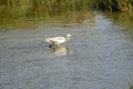 Italy Tuscany Maremma Castiglione della Pescaia Grosseto, natural reserve of Diaccia Botrona, heron hunting in a canal Royalty Free Stock Photo