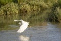 Italy Tuscany Maremma Castiglione della Pescaia Grosseto, natural reserve of Diaccia Botrona, heron hunting in a canal Royalty Free Stock Photo