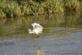 Italy Tuscany Maremma Castiglione della Pescaia Grosseto, natural reserve of Diaccia Botrona, heron hunting in a canal Royalty Free Stock Photo