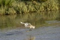 Italy Tuscany Maremma Castiglione della Pescaia Grosseto, natural reserve of Diaccia Botrona, heron hunting in a canal Royalty Free Stock Photo