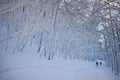 Italy, Tuscany, National Park of the Casentino Forests, Mount Fa