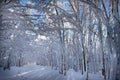 Italy, Tuscany, National Park of the Casentino Forests, Mount Fa