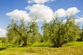 Italy. Tuscany. Olive plantations Royalty Free Stock Photo