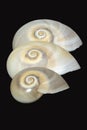 Italy, Tuscany Principina a Mare, Grosseto, Trio Di Shells, Neverit Josephinia, Focus Stacking Royalty Free Stock Photo