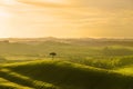 Italy. Tuscany. Rural landscape at dawn Royalty Free Stock Photo