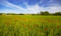 Italy. Tuscany. Rural landscape Royalty Free Stock Photo