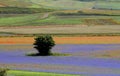 Italy - Umbria - Castelluccio