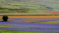 Italy - Umbria - Castelluccio