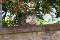 Italy, Umbria: The Guardian dog.