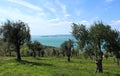 Italy, Umbria: Olivi trees and view of Trasimeno Lake. Royalty Free Stock Photo