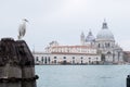 Italy, Venice, Grand Canal, seabirds, sky, pier, cathedral, baroque architecture, historic city, religion, nature