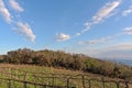 Italy, Vineyard at Noli Royalty Free Stock Photo