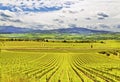 Italy. Vineyards of Tuscany Royalty Free Stock Photo