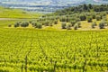 Italy. Vineyards of Tuscany Royalty Free Stock Photo