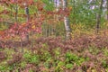 Itasca State Park contains the Headwaters of the Mississippi Riv Royalty Free Stock Photo