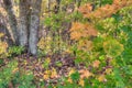 Itasca State Park contains the Headwaters of the Mississippi Riv Royalty Free Stock Photo