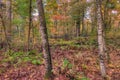 Itasca State Park contains the Headwaters of the Mississippi Riv Royalty Free Stock Photo