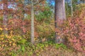 Itasca State Park contains the Headwaters of the Mississippi Riv Royalty Free Stock Photo