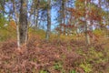 Itasca State Park contains the Headwaters of the Mississippi Riv Royalty Free Stock Photo