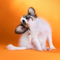 Itches puppy Royalty Free Stock Photo