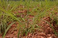 Itchgrass, invasive annual grass to agricultural areas