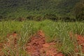 Itchgrass, invasive annual grass to agricultural areas