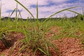 Itchgrass, invasive annual grass to agricultural areas